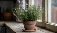 Cara Menanam Rosemary dalam Pot Kecil agar Subur, Wangi, dan Tahan Lama