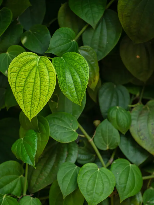 Daun Sirih Pexels