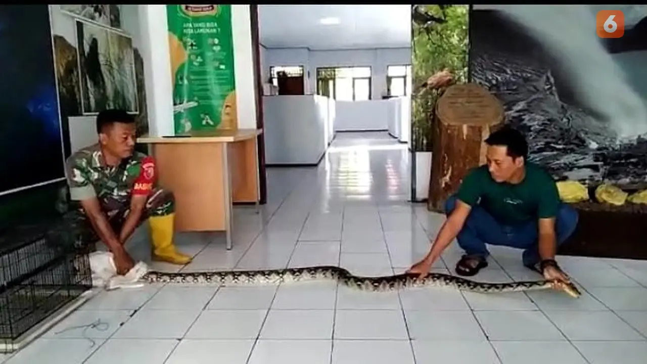 Ular piton sepanjang 3 meter diserahkan  ke BKSDA V Banyuwangi. (Hermawan Arifianto/Liputan6.com).