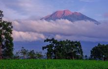 4 Kebun Teh Indah di Sumatra Barat, Ada yang Menjadi Produsen Teh Terbesar Hingga Spot Agrowisata