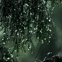 Ilustrasi Hujan Asam Credit: pexels.com/Sitthan