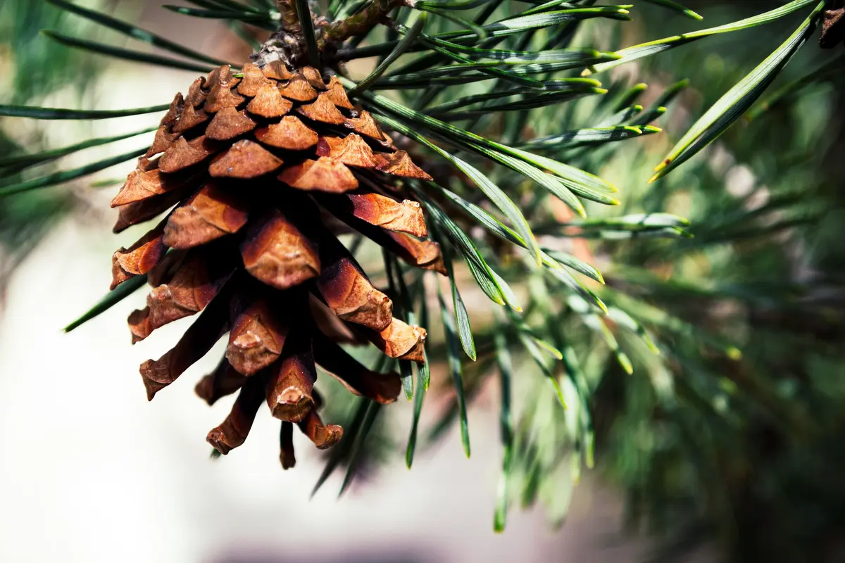 pinus