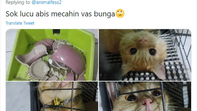 7 Potret Ulah Kucing yang Suka Semena-mena pada Tuannya