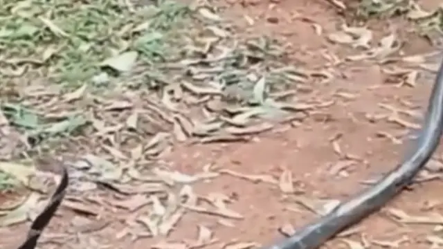 Bocah Santai Taklukkan Ular King Kobra