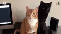 video: Cole and Marmalade