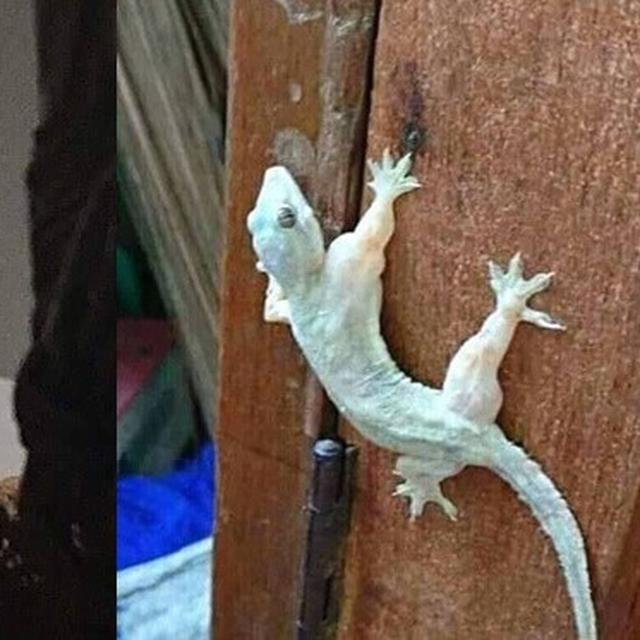 5 Potret Aksi Cicak Ini Bikin Geleng Geleng Kepala Bisa Ngelawak