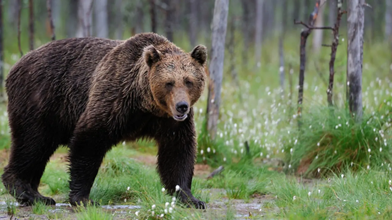 courtesy shutterstock