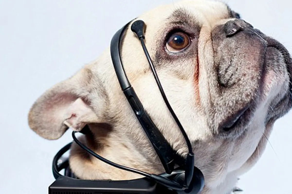 anjing-131221b.jpg