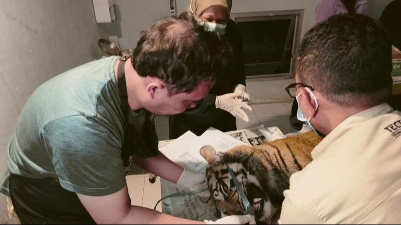 Dokter Hewan Ungkap Misteri Kematian Harimau di Agam Sumbar