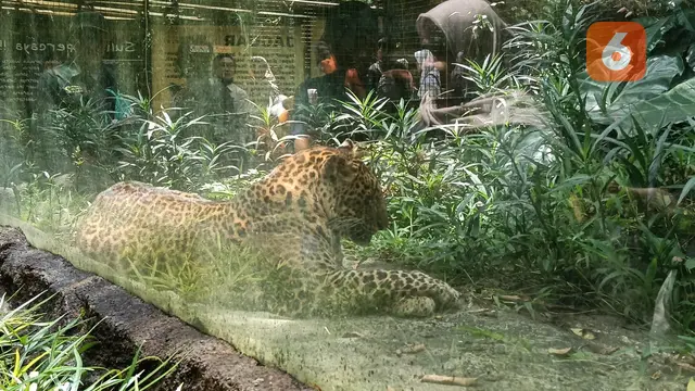 Bercengkerama dengan Lemur dan Kawan-kawannya di Batu Secret Zoo, Sekalian Belajar soal Konservasi