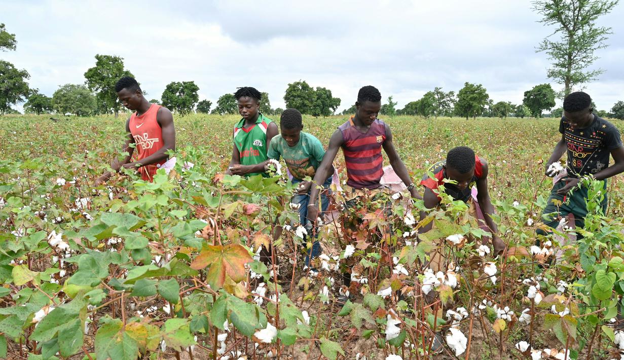 Sejumlah petani memanen kapas di ladang dekat Boromo, Burkina Faso, 19 Oktober 2021. Jutaan orang di Burkina Faso mengandalkan hidupnya dari kapas. (ISSOUF SANOGO/AFP)