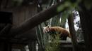 Panda merah termasuk dalam 'salah satu spesies yang paling terancam punah di dunia' dengan perkiraan populasi kurang dari 10.000 ekor. (CARLOS COSTA / AFP)