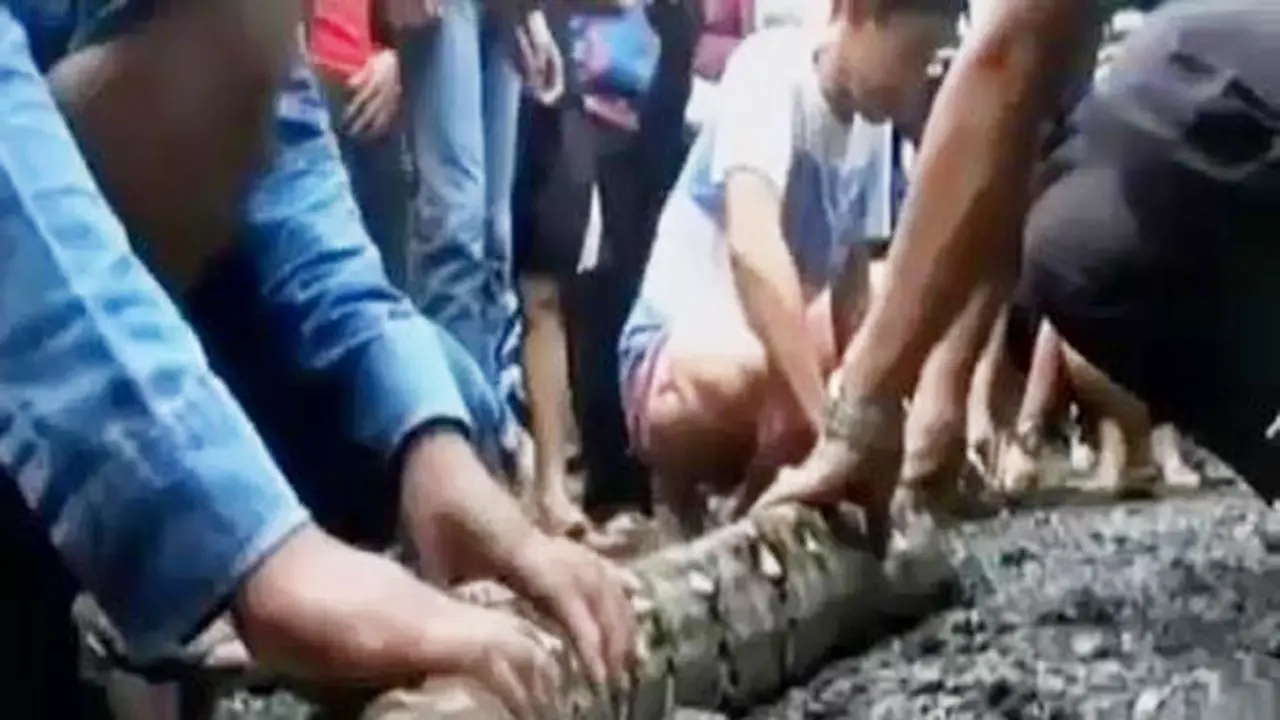 Kilas Indonesia: Phyton Raksasa Keluar dari Plafon Rumah Warga