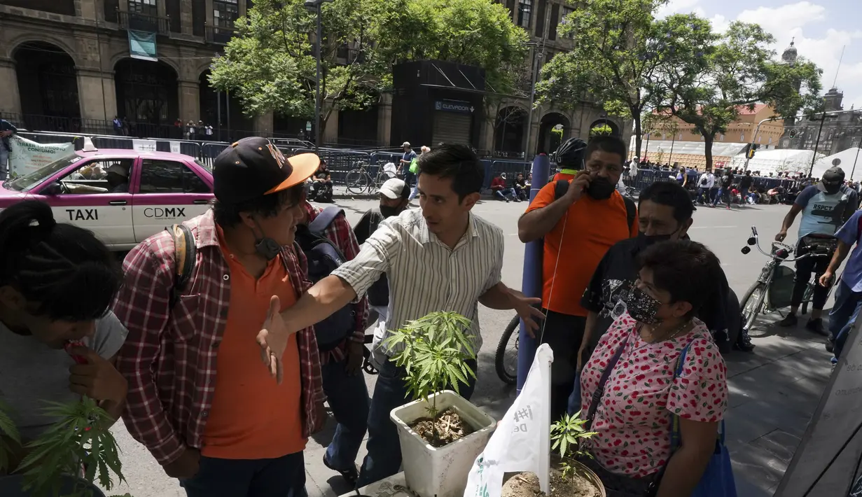 Seorang aktivis hak pro-ganja mengajarkan tentang tanaman ganja kepada orang-orang di luar Mahkamah Agung Meksiko di Mexico City, Rabu (11/5/2022). Mahkamah Agung diperkirakan akan segera memutuskan undang-undang yang akan mengubah batas berapa banyak ganja yang dapat dibawa secara legal oleh seseorang. (AP Photo/Fernando Llano)