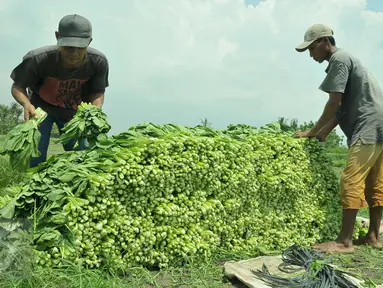 Petani mengumpulkan hasil panen sayuran jenis Caisim di Teluk Naga, Kabupaten Tangerang, Kamis (20/4). Hasil bertani tersebut biasanya dijual keseluruhan wilayah Tangerang, Jakarta dan pasar swalayan. (Liputan6.com/Helmi Afandi)