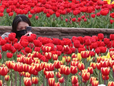 Seorang perempuan yang memakai masker mengambil gambar bunga tulip di sebuah taman di Goyang, Korea Selatan, pada 13 April 2021. Korea Selatan sedang menyambut musim semi yang akan berlangsung dari Maret hingga Mei. (AP Photo/ Ahn Young-joon)