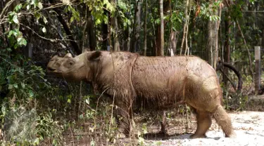  Badak Sumatera jantan bernama Harapan saat berada di dalam kandang Taman Nasional Way Kambas, Lampung, Kamis (5/11). Badak Harapan akan dijodohkan dengan badak betina yang ada di Sumatera Rhino Sanctuary (SRS). (Liputan6.com/Fery Pradolo)