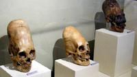 Ilustrasi Kepala Kerucut. (Sumber: Paracas Skulls Ica Museum via Wikimedia Commons/Public Domain)