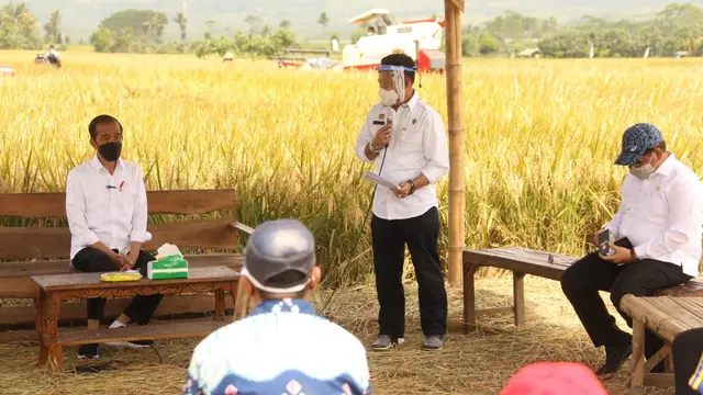 Tinjau Panen di Malang, Presiden Jokowi Buktikan Produksi Padi Memuaskan