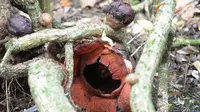 Bunga Rafflesia Padma yang mekar terlihat di Kebun Raya Bogor, Kamis (8/9). Bunga padma yang merupakan endemik di kawasan Pesisiir Selatan Jawa Barat ini mekar 3 tahun lalu dan merupakan tanaman unggulan di Kebun Raya Bogor. (Merdeka.com/Arie Basuki)