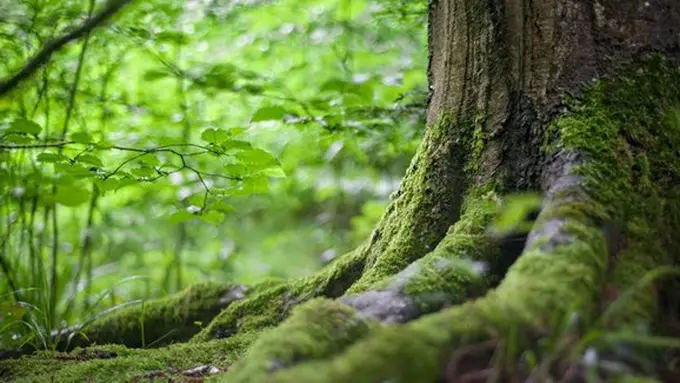 copyright pexels.com/Markus Maeder