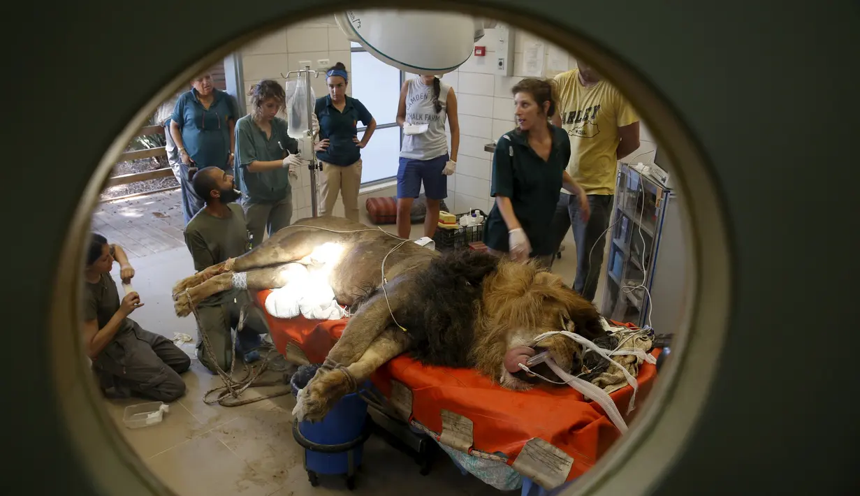 Staf kebun binatang dan dokter hewan mempersiapkan Samuni, singa delapan tahun untuk menjalani pembedahan pengangkatan tumor dari perutnya di Ramat Gan Safari Zoo, Tel Aviv, Israel, Rabu (29/7/2015). (REUTERS/Baz Ratner)