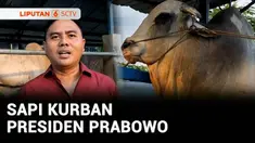 Sapi kurban Presiden RI, Prabowo Subianto yang mati mendadak di Polewali Mandar, Sulawesi Barat, akhirnya mendapatkan gantinya. Sementara untuk masyarakat Ngawi, Jawa Timur, Presiden Prabowo berkurban sapi seberat 1,11 ton.