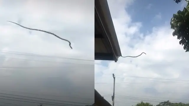 Ular bisa terbang