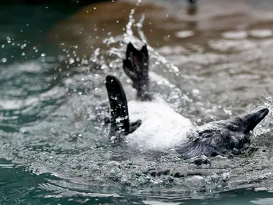 Seekor penguin Afrika diajari cara berenang di habitat penguin di National Aviary, Pittsburgh, 12 April 2018. Hewan akuatik yang menetas di kandang burung pada bulan Desember 2017 itu baru saja diperkenalkan ke air. (AP Photo/Keith Srakocic)