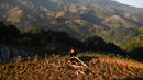 Seorang pria etnis Hmong bekerja di sawah terasering di provinsi Yen Bai, Vietnam pada 28 November 2021. Sawah sangat indah pada bulan September dan Oktober, ketika tanaman berubah menjadi kuning mengkilap. (Nhac NGUYEN / AFP)