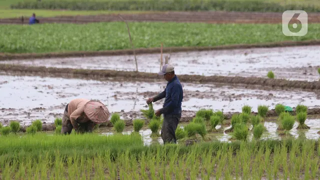 Kementan Targetkan 8,2 Juta Hektare Sawah untuk 20 Juta Ton Beras