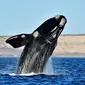 Paus kanan selatan melompat di Pantai El Doradillo, Patagonia, Argentina (11/10). Paus kanan selatan (Eubalaena australis) adalah paus baleen, satu dari tiga spesies tergolong paus kanan milik genus Eubalaena. (AP Photo/Maxi Jonas)