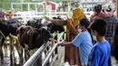 Wisatawan bermain dengan sapi di Cimory Dairyland, Puncak, Bogor, Jawa Barat, Minggu (31/10/2021). Pelonggaran PPKM dimanfaatkan masyarakat untuk berlibur ke tempat wisata dengan tetap memberlakuan protokol kesehatan COVID-19. (Liputan6.com/Faizal Fanani)