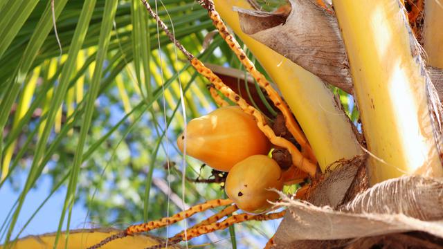 Ilustrasi buah kelapa kuning