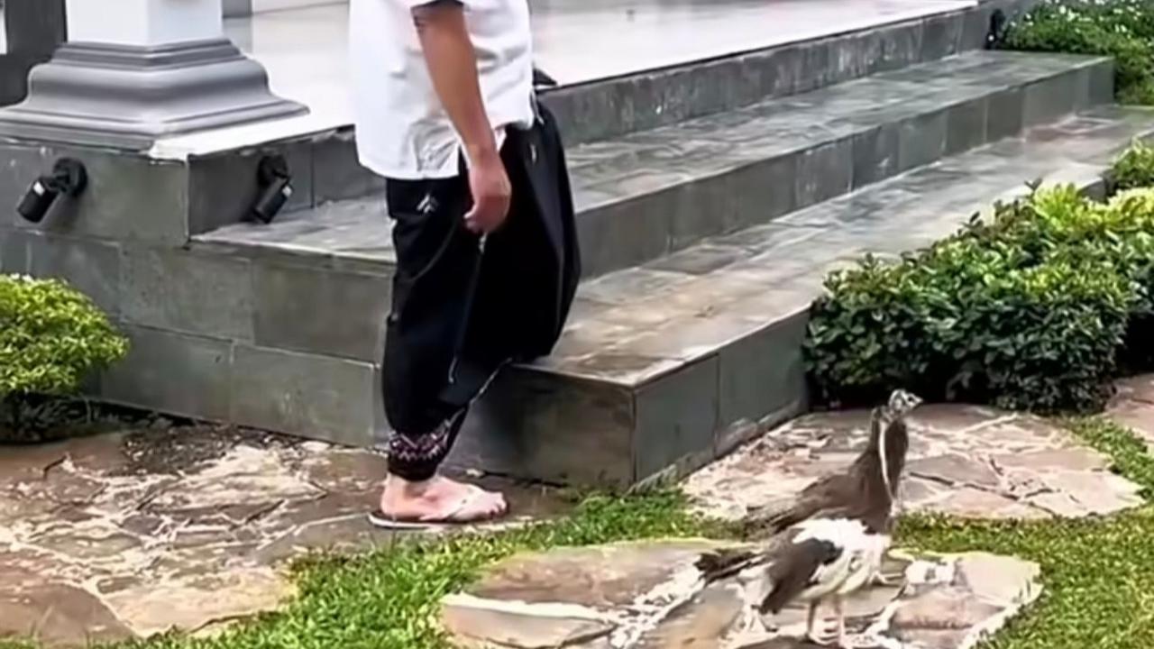 Panglima TNI Jenderal Agus Subianto Bermain dengan Hewan Peliharaan