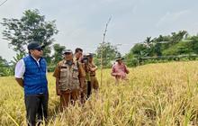 Inovasi PT PII: Petani Karawang Kembangkan Beras Sehat Inpari Nutrizinc