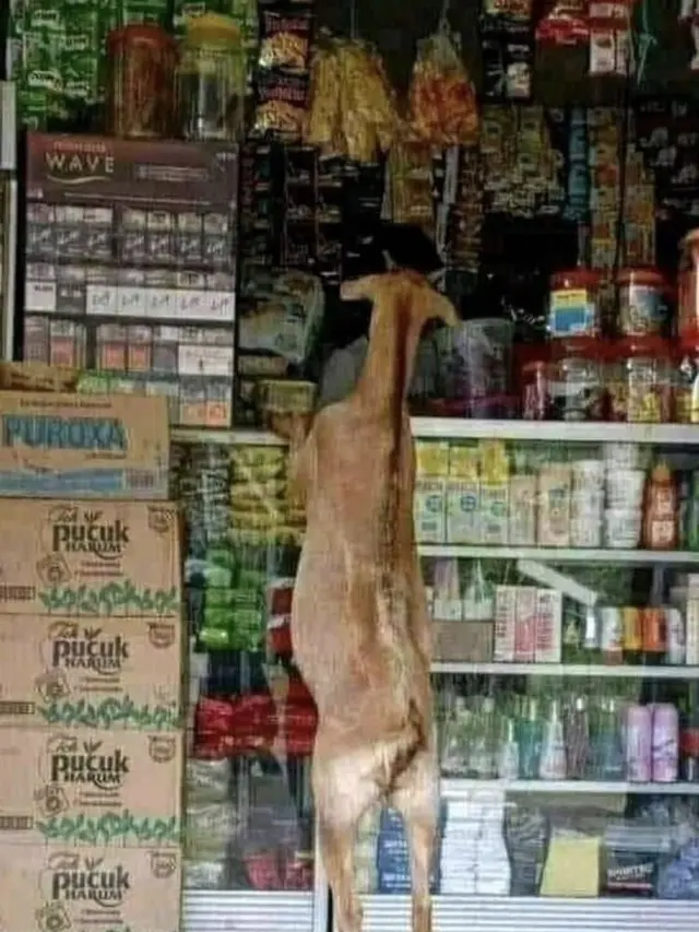 6 Potret Hewan Ada di Warung Ini Bikin Penjual Kaget, Kocak