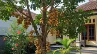 Cara Menanam Buah Duku agar Cepat Berbuah, Panen Melimpah