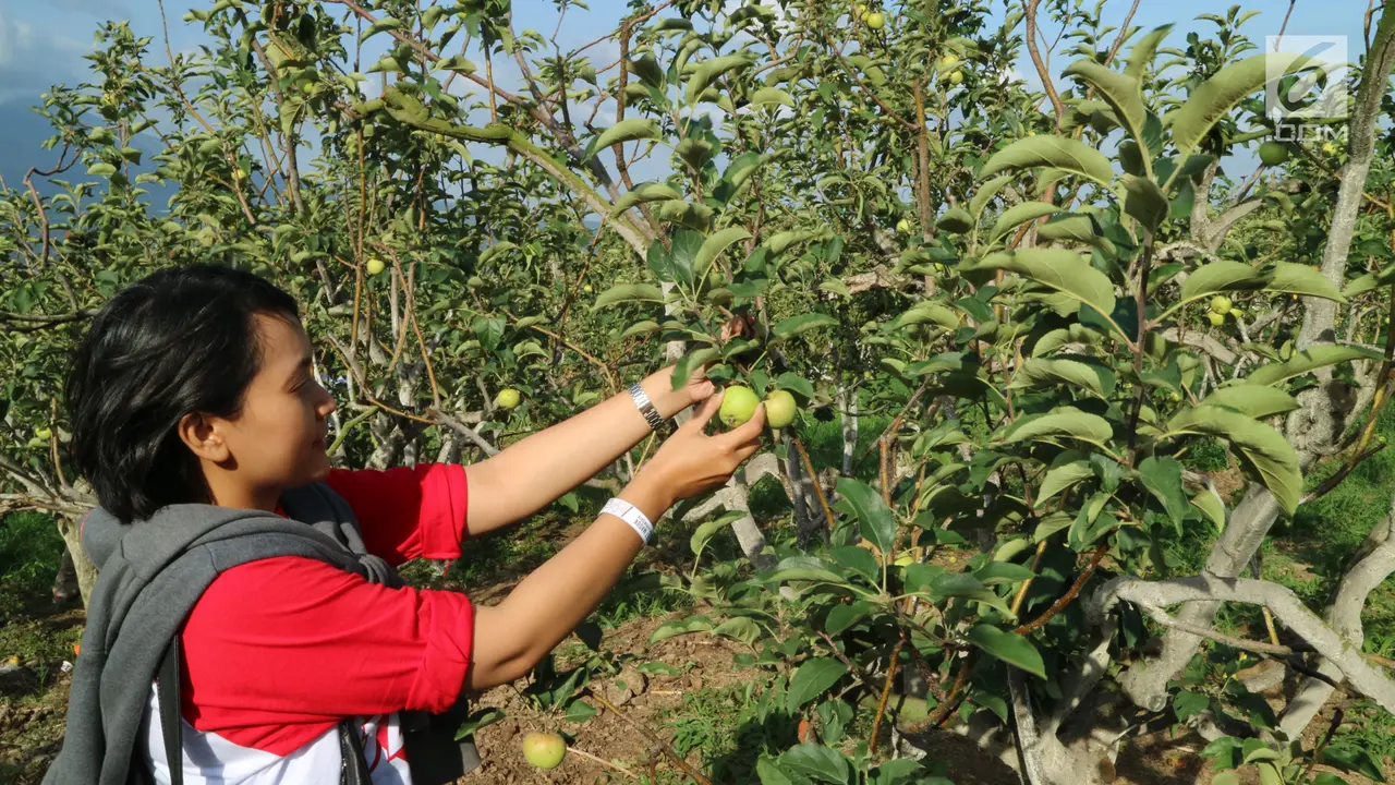 Peserta Jelajah Gizi Malang 2017 Memetik Apel di Kebunnya Langsung yang Berada di Kawasan Batu, Jawa Timur, Jumat (13/10/2017)