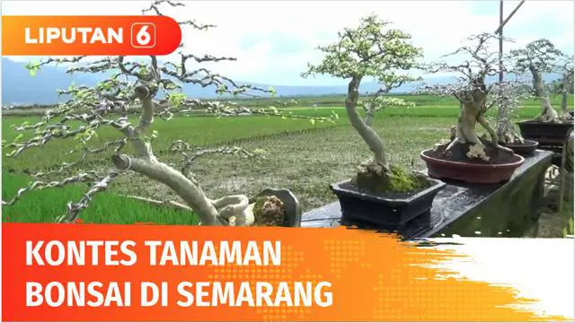 Setelah lama berhenti akibat pandemi Covid-19, kontes pesona bonsai di Semarang, Jawa Tengah, akhirnya kembali digelar. Kontes disambut antusias, karena bisa menjadi obat rindu bagi para pencinta tanaman bonsai.