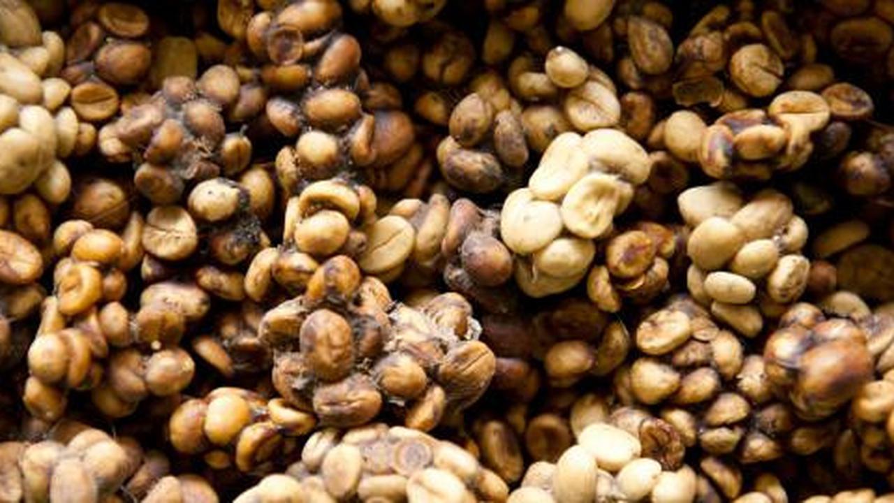 5 Jenis kopi dengan harga selangit