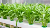 6 Cara Menanam Kangkung Hidroponik untuk Pemula di Rumah