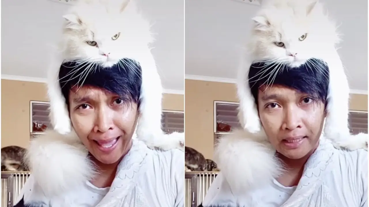 Ilustrasi Kucing Lucu