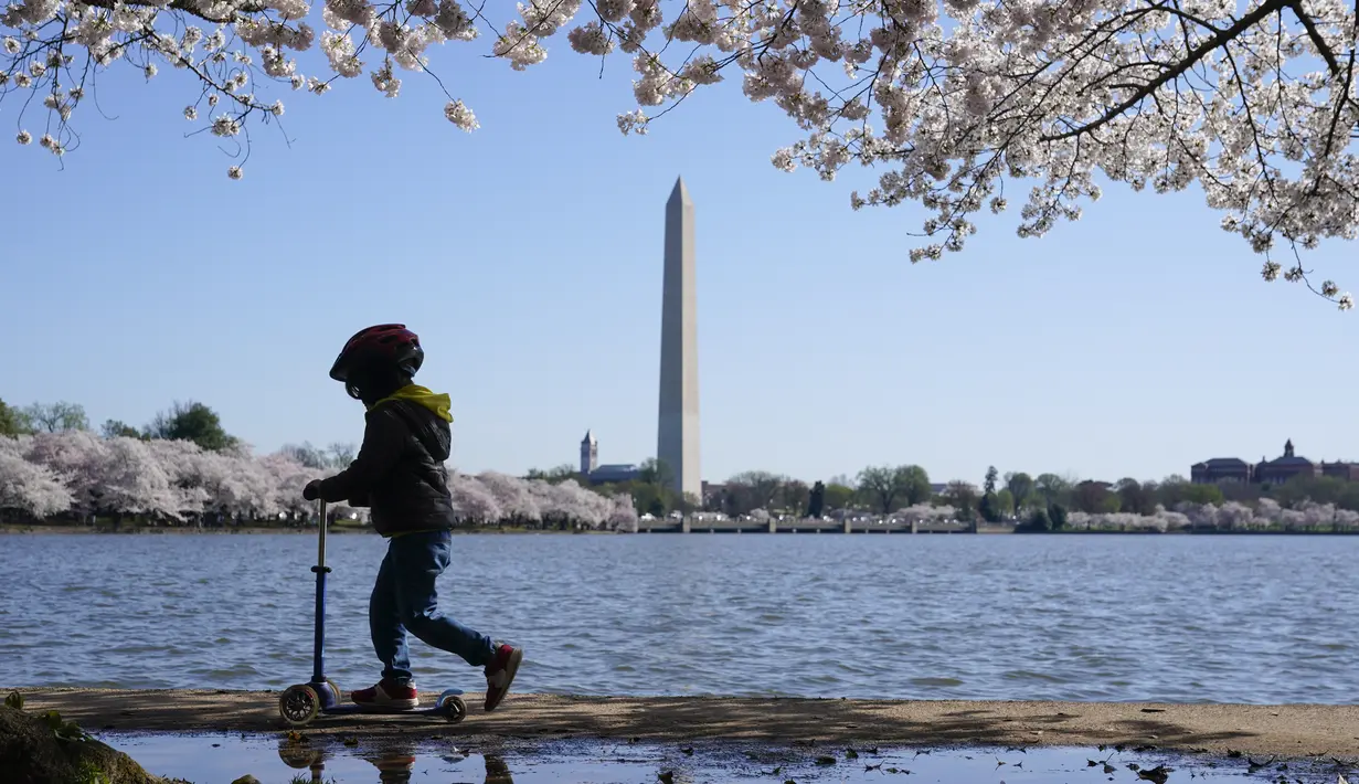 Seorang anak mengendarai skuter di bawah pohon sakura Yoshino yang sedang mekar di tepi Tidal Basin, Selasa (30/3/2021).  Festival Bunga Sakura Nasional 2021 merayakan pemberian asli 3.000 pohon sakura dari kota Tokyo kepada masyarakat Washington di 1912. (AP Photo/Susan Walsh)
