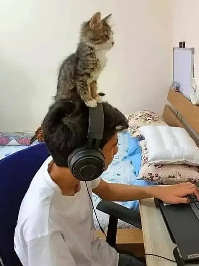 6 Potret Orang Terpaksa Mengalah Dari Kucing Ini Bikin Senyum