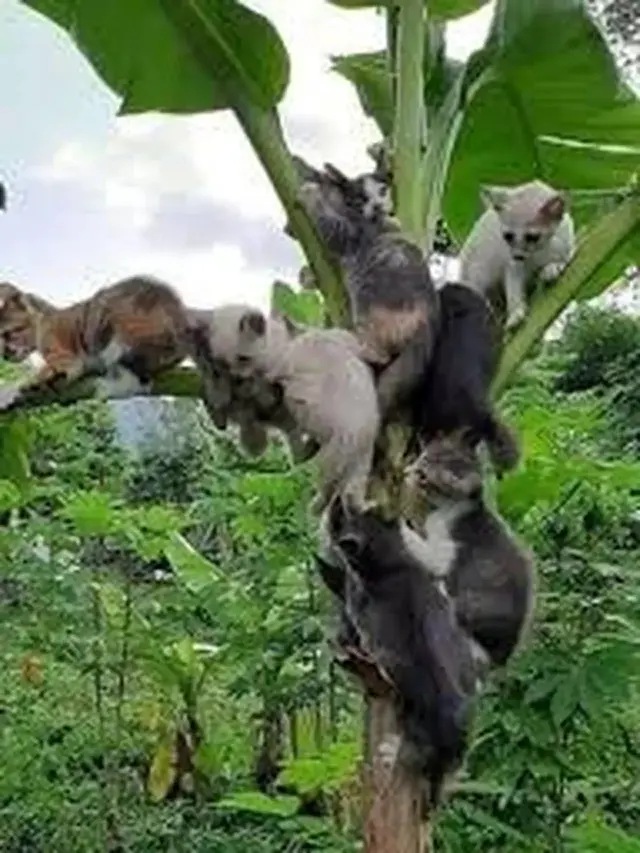 10 Potret Lucu Kucing di Atas Pohon, Ada yang Tidur Hingga Takut Ketinggian