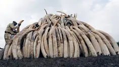 Sejumlah gading gajah hasil sitaan diletakkan untuk dibakar di Nairobi National Park, Kenya, (20/4). Sebanyak 105 ton gading gajah berhasil diamankan petugas Kenya Wildlife Service (KWS). (REUTERS / Thomas Mukoya) 