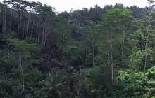 Reaksi Pemprov Bali, Filipina Comot Video Pemandangan Sawah di Ubud