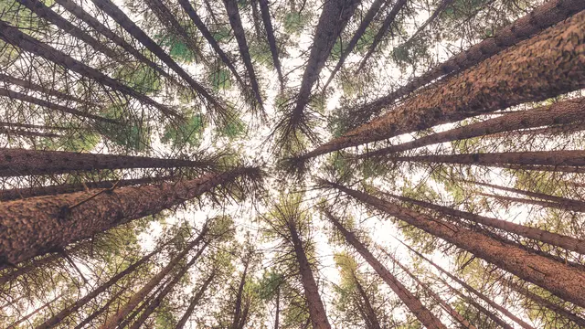 Ilustrasi pohon, hutan