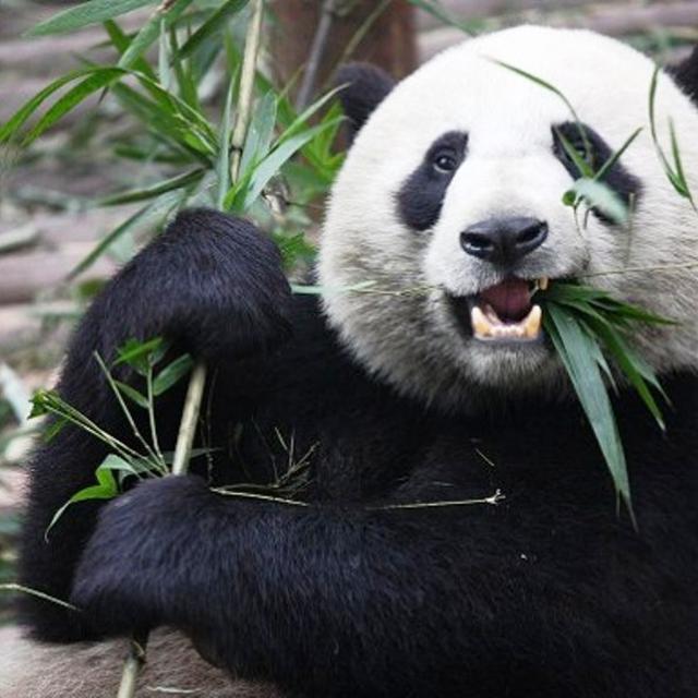 Demi Ruangan Ber Ac Dan Makanan Panda Ini Pura Pura Hamil Global Liputan6 Com